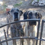 Kensie-ROJON'S RHAPSODY V. STONE VALLEY & Bella-SAMLET PENELOPE